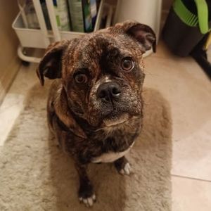 Meet your Posher, Iris